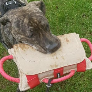 Мягкая кожаная подушка жгут для американского питбультерьера «Dog bite»